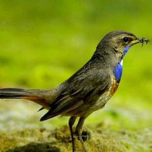 Entrée Gratuite au Parc Ornithologique & à la Réserve Naturelle "Terres d'Oiseaux" - Braud-et-Saint-Louis (33)