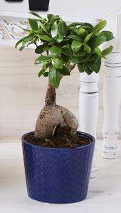 Plante Ficus ginseng 30/35 cm avec cache pot en céramique 12 cm