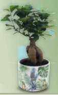 Bonsaï Ficus Ginseng avec cache pot en céramique motif jungle