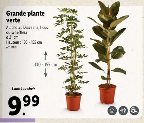 Grande plante verte - 130-155 cm, différentes variétés