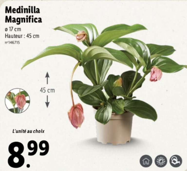 Plante Medinilla Magnifica - Hauteur 45 cm