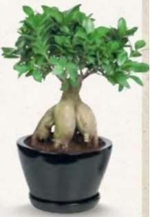 Bonsaï Ficus Ginseng en pot céramique