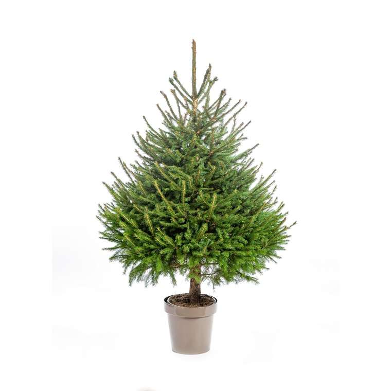 Sapin de Noël en pot Picea Excelsa vert - 100/125 cm