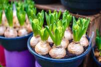 [Habitants] Distribution gratuite de bulbes de printemps - Claye-Souilly (77)