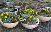 [Ouvert à tous] Distribution gratuite de plantes et fleurs - Saint-Pierre-lès-Nemours (77)