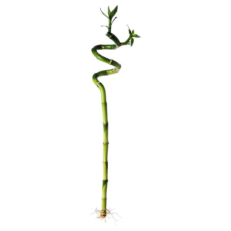 [IKEA Family] 2 achetées = 1 offerte : Plante, Dracaena sanderiana/spirale, 45 cm
