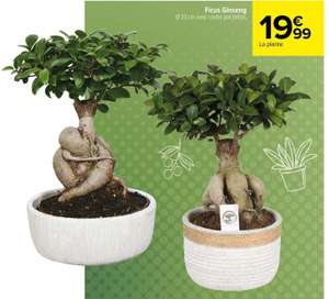 Pot Ficus bonsaï Ginseng - Ø 23 cm, avec cache pot béton