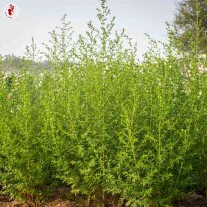 Sachet de 200 graines d'Artemisia Annua (frais de port inclus) - Kokopelli-Semences.fr