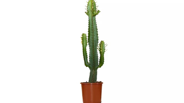 Plante d'Euphorbia Acruensis Cowboy Cactus - 60 à 70 cm, Livrée en pot de culture — Groupon