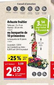 Arbuste fruitier- H 65cm min