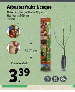 Arbustes fruits à coque - 55/70cm