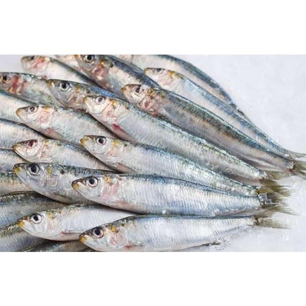 Caisse de 3 kg de sardines - Origine atlantique nord-est