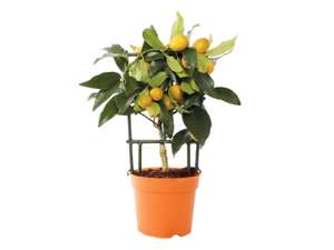 Agrume en pot : citronnier, calamodin ou kumquat