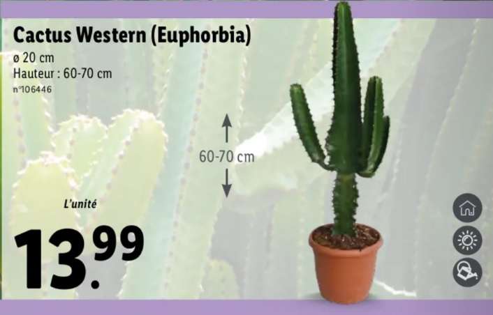 Cactus Western Euphorbia - Ø20cm, hauteur 60/70cm