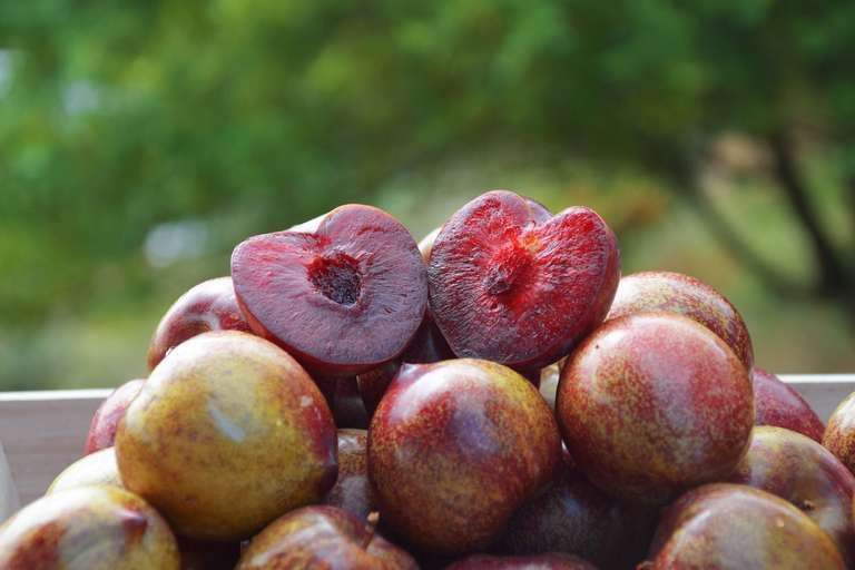 Distribution Gratuite de Fruits : Pommes Bio du Lot-et-Garonne / Chasselas de Moissac / Prunes du Tarn-et-Garonne - Paris (75005)