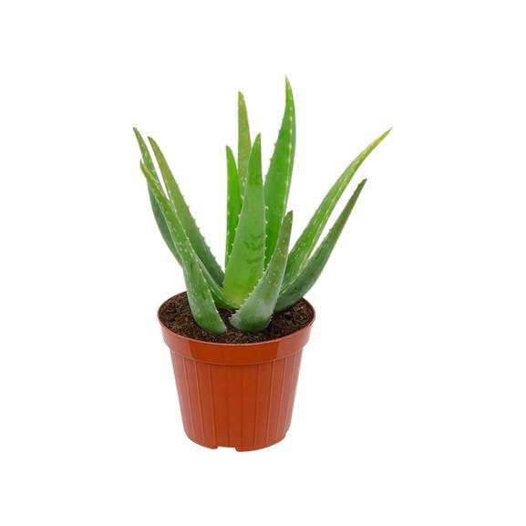 Aloe Vera en Pot de 12cm, hauteur 25cm