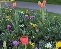 [Habitants] Distribution gratuite de plantes – Maisons-Alfort (94)