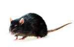 Tube de colle BSI pour Souris et Rats (& Insectes) - 135g