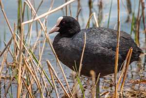 Découverte des oiseaux d'eau de l'étang du Grand Birieux (01)