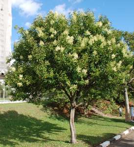 Distribution gratuite de jeune plant d’arbre et de boutures de plantes les 4 & 5 mai aux visiteurs des Serres municipales de Toulouse (31)