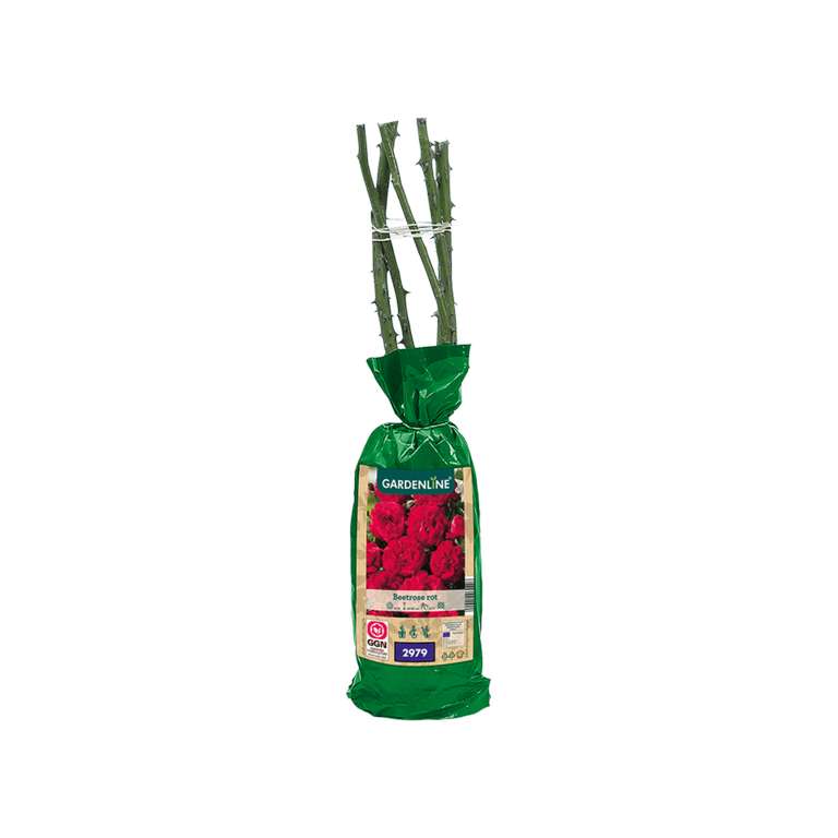 Rosier à repiquer Gardenline - rosier à massif, couvre sol ou grimpant