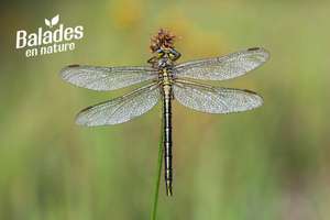 Visite guidée gratuite sur réservation "à la découverte des libellules" - Mauves-sur-Loire (44)