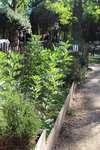 Visites de parcs et jardins, sorties nature & ateliers jardinage gratuits (sur inscription) – Montpellier (34)