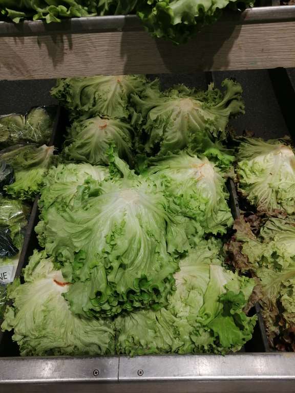 Salade Batavia Verte - Fresh. Manosque (04)