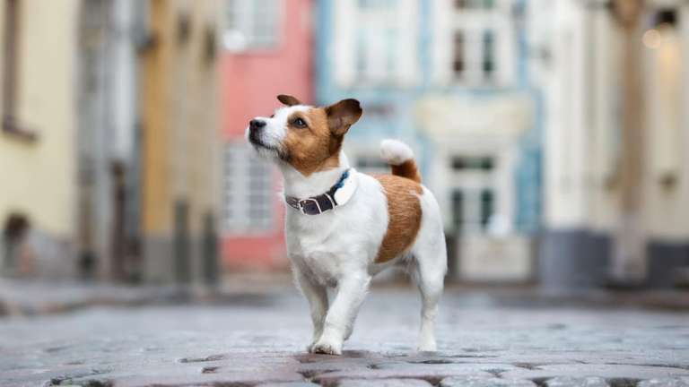Tractive - Traceur GPS pour chien de grande taille Tractive