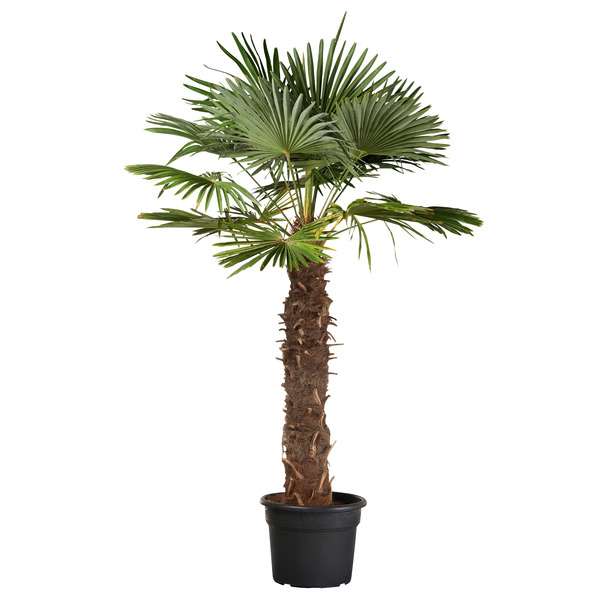 Palmier chanvre 80-100 cm de tronc (Magasins participants)