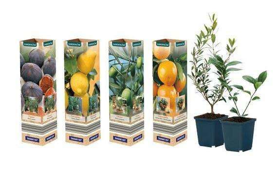 Plantes méditerranéennes Gardenline - Diverses variétés (dont figuier, olivier, citronnier...)