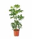 Sélection de plantes - Ex : Vriesea ou Guzmania (Ø 13cm, Hauteur 40cm)