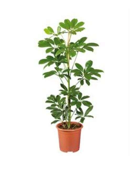 Sélection de plantes - Ex : Vriesea ou Guzmania (Ø 13cm, Hauteur 40cm)
