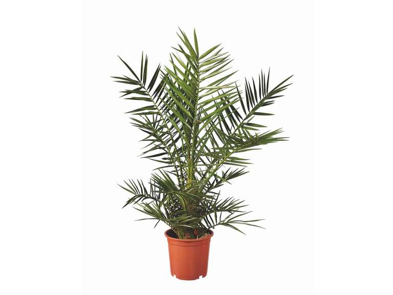 Palmier de jardin (diamètre 22 cm Hauteur minimum 80cm)