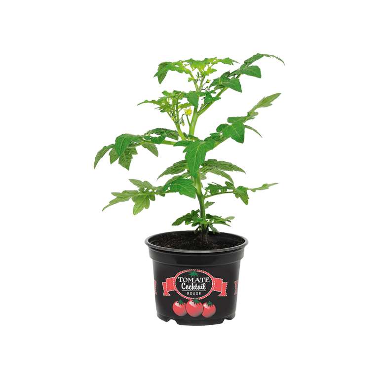 Plant de tomates cocktail Gardenline (variétés rouge ou jaune)