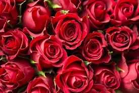 Distribution gratuite de Roses à l'occasion de la Saint Valentin - Lyon (69)