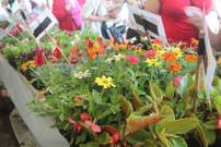 [Habitants] Distribution gratuite de 10 plants de fleurs ou plantes potagères - Limeil-Brévannes (94)