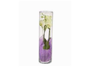 Orchidées Phalaenopsis 2 tiges en vase verre -hauteur 45 cm