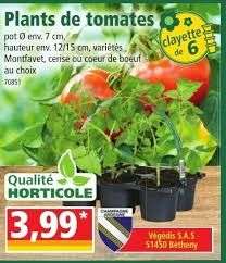 6 Plants de tomates, différentes variétés
