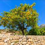 [Habitants] Distribution gratuites de 13 essences d'arbres fruitiers: Citronnier, Mandarinier, Kaki, Nashi, Pêcher... - Montpellier (34)