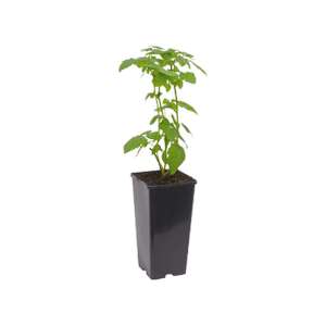 Arbuste Fruitier Gardenline - en pot de 2 litres (framboise, mûre ou groseille), hauteur 55cm