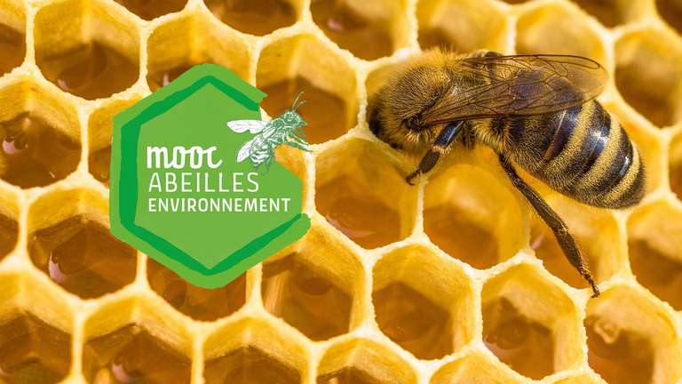 Formation gratuite de 13h à l'apiculture (fun-mooc.fr)