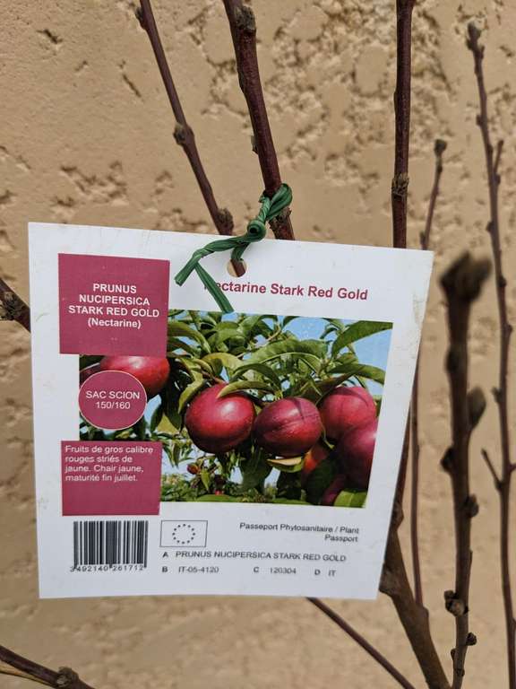 Sélection d'arbres fruitiers en promotion - Ex: Fruitier en scion "prêt à planter", 150/160cm