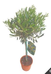 Olivier en pot Olea Europaea (90/100cm) - autres tailles disponibles