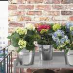 [Ikea Family] Plante en pot, Hydrangea coloris assortis, 15 cm Hydrangea