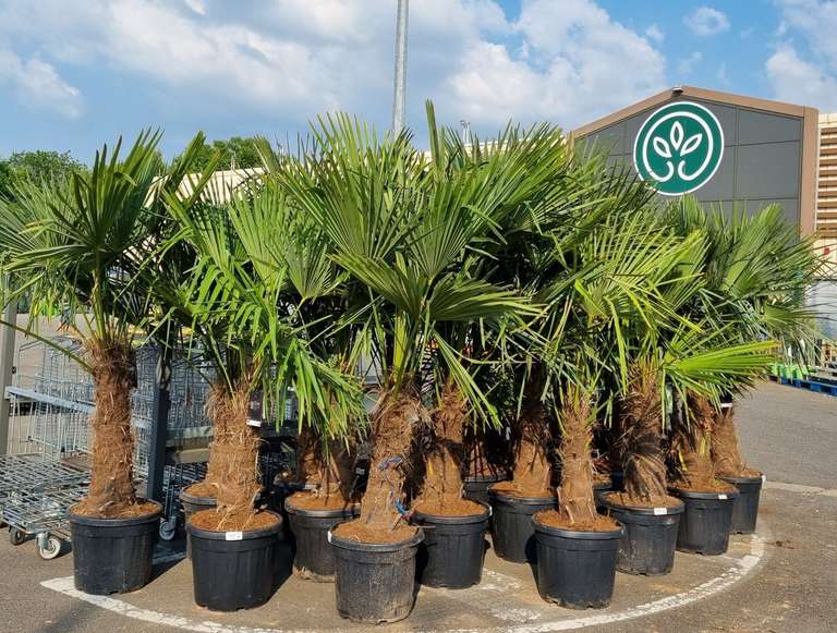 Palmier Trachycarpus - Gamm vert Breteuil (60)