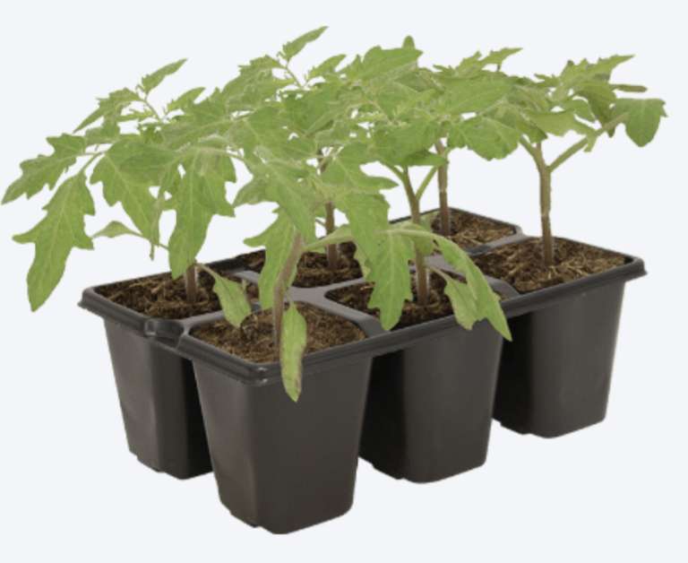 Lot de 6 plants de tomates BIO (variétés assorties : 1/lot)