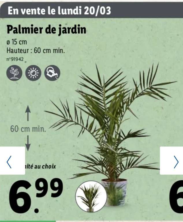 Palmier de jardin (hauteur : 60cm min)
