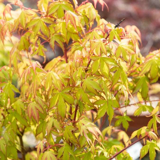 Erable du Japon Katsura Acer palmatum katsura